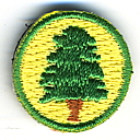 Pine Tree